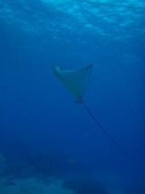 guam1.9ei