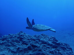 P5290007