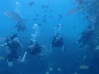 13 guamaqua4