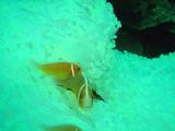 guam10.5hanabirakumanomi