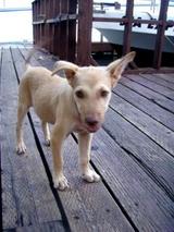 guam12.26dog