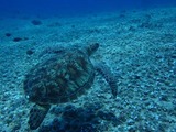 guam4.23b4.jpg