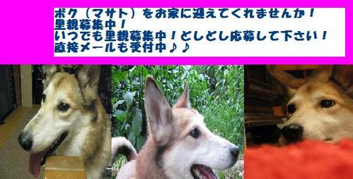 �ޤ����罸