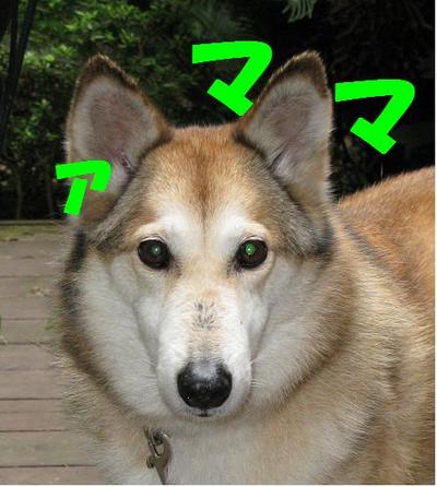 �ޥޥ�̵��