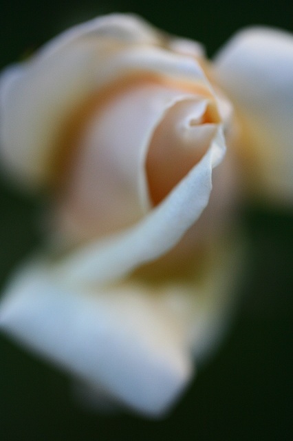 ¸¸ÁÛŪ¤Êø¤¤¥Ô¥ó¥¯¤Î¥Ð¥é