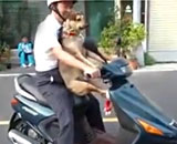 dogs-get-on-scooter