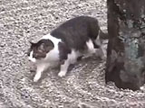 4457