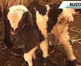 Six-Legged-Lamb