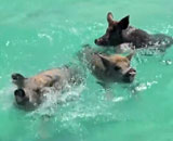 Swimming-Pigs