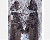 Fossil-of-Insects