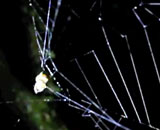 Slingshot-Spider