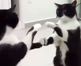 56