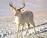 White-Deer