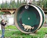 Alaskan-Husky