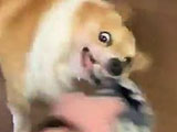 223