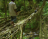 Living-Bridge