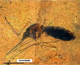 Mosquito-Fossil