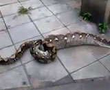 Burmese-python