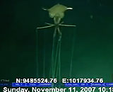 Deep-sea-squid