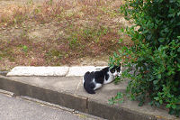 猫2
