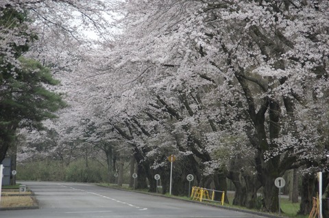 20160404utsunomiya_3