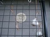 タマネギ・終了2