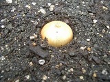 素のホームタマネギ