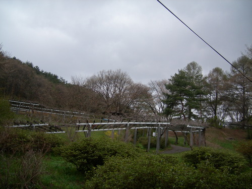 藤棚 全容