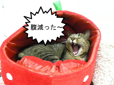 BlogPaint