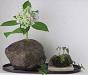 m_IMG_1866-01[1]