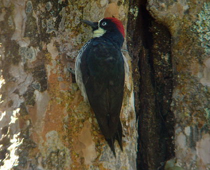 AcornWoodpecker