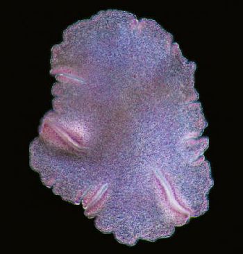 trichoplax_adhaerens
