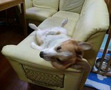 まめ上向き