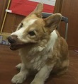 もうボロボロです