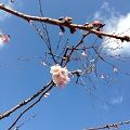 真実はひとつ