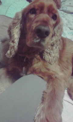 hiza