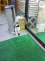 ねこ