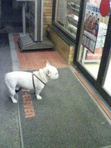 犬