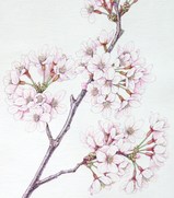 桜と太田洋愛 : Botanical Art by akico