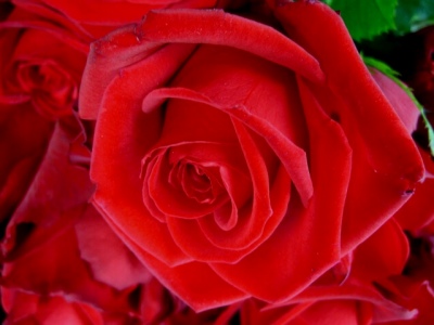 red rose