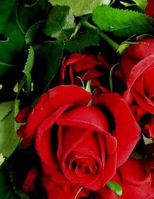 red rose