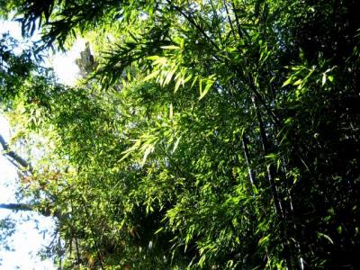 bambu