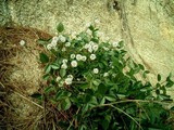 flor4