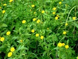 flor2