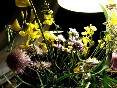 野の花4