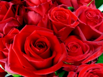red rose6