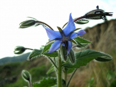 borraja1a