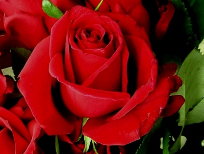 red rose