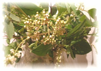 hana1