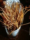 パスタ揚げたのん